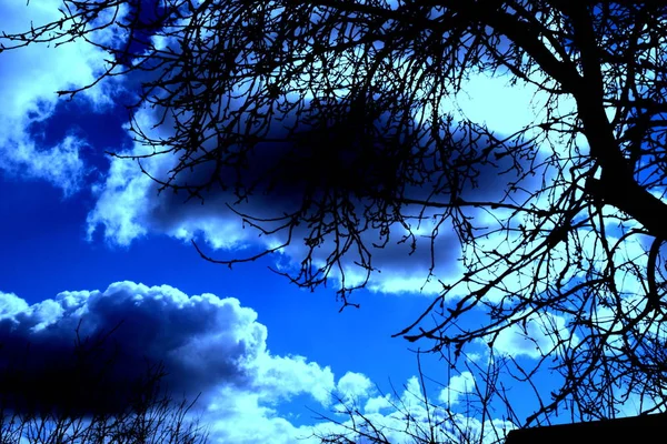 Boomtakken Overschaduwen Hemel Met Wolken — Stockfoto