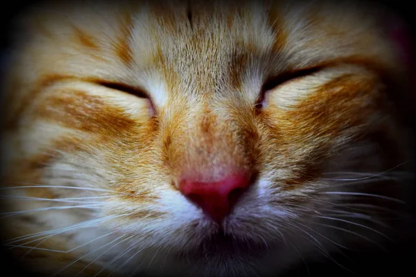 一只闭着眼睛的红猫的枪口 — 图库照片