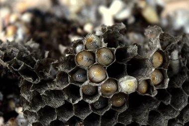 Peteklerde arılar yakın çekim