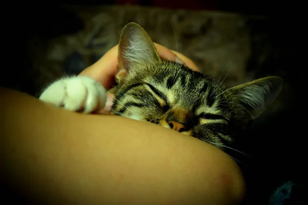 sleeping cat on the hands of the hostess