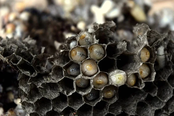 Peteklerde arılar yakın çekim