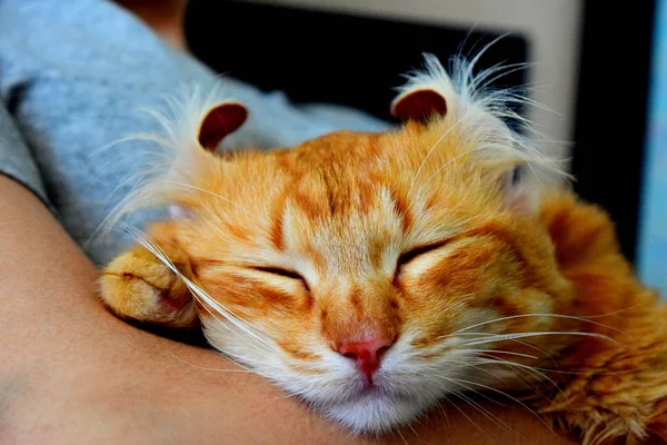 Gato Dormindo Vermelho Nos Braços Humano — Fotografia de Stock