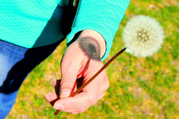 dandelion in the hand of a human, focus on the shadow of a dandelion
