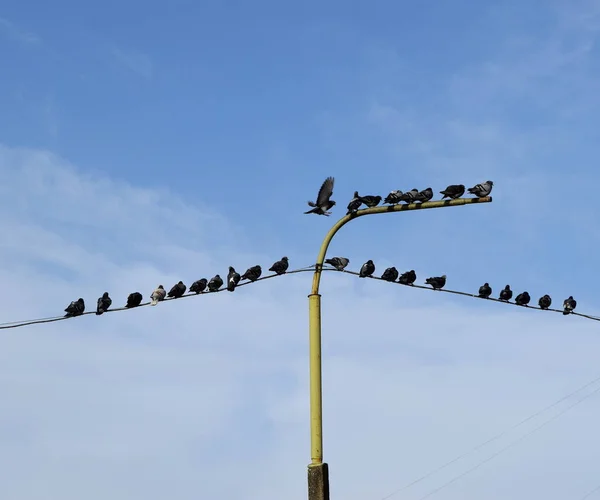 鸽子队位于电线上 — 图库照片