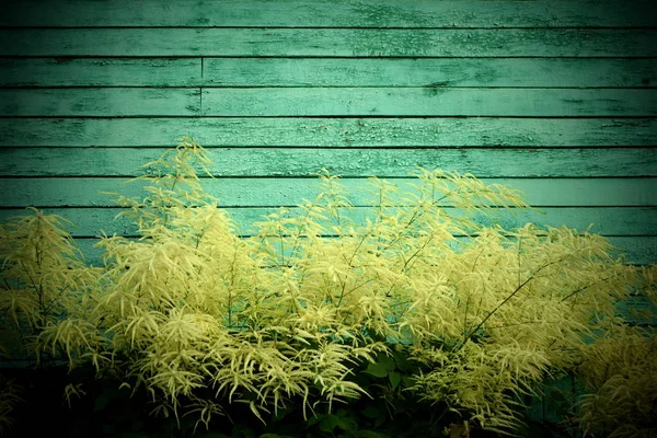 剥離塗料と背景壁に植物 — ストック写真