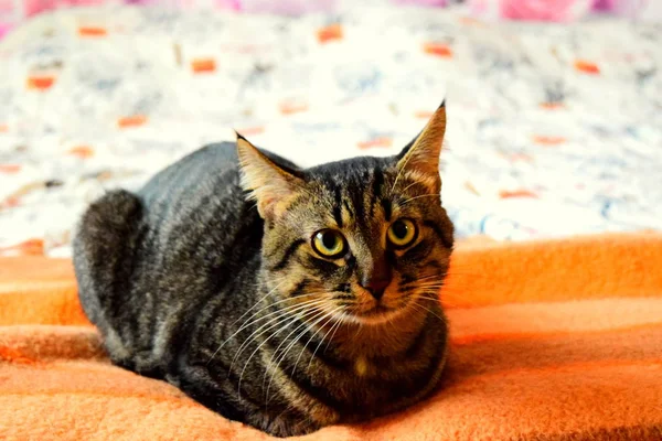 güzel çizgili, gri kedi görünümü