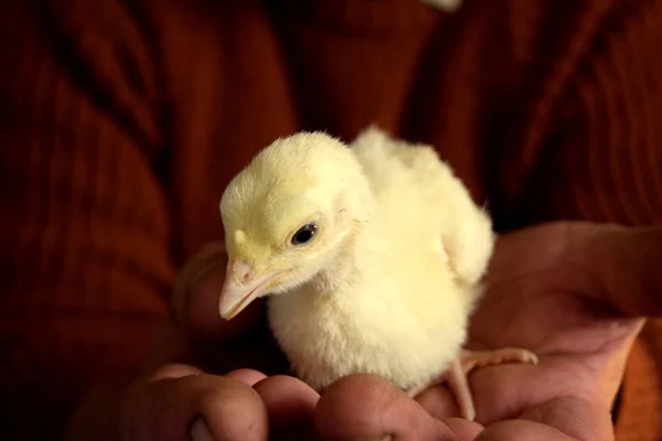 Yaşlı bir adamın elinde hindi-poult