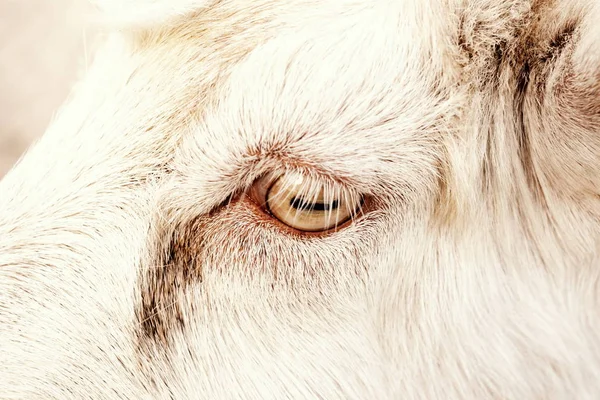 eye close-up of dirty white goat