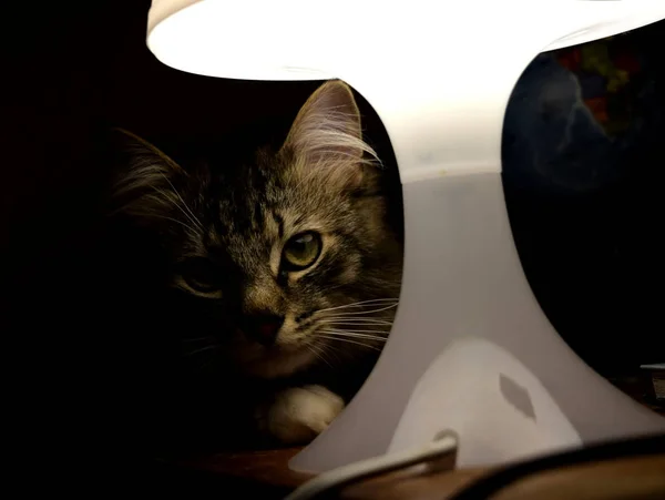 ランプの目に見える猫の銃口の光の下の猫 — ストック写真