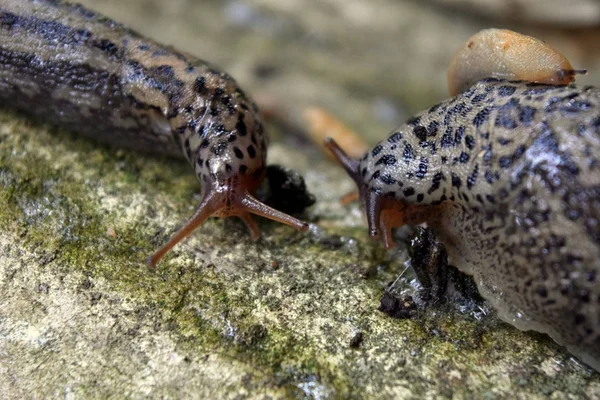 Lumache Vita Incontro Casuale Due Lumache Fauna Selvatica — Foto Stock