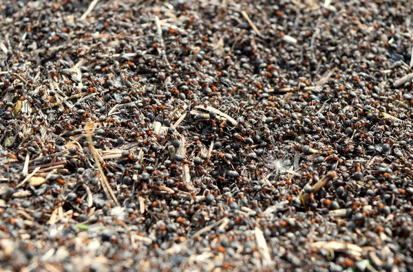 Kırmızı orman karıncaları Bir koloni Formica rufa, onların karınca yuvasında çok sayıda karınca