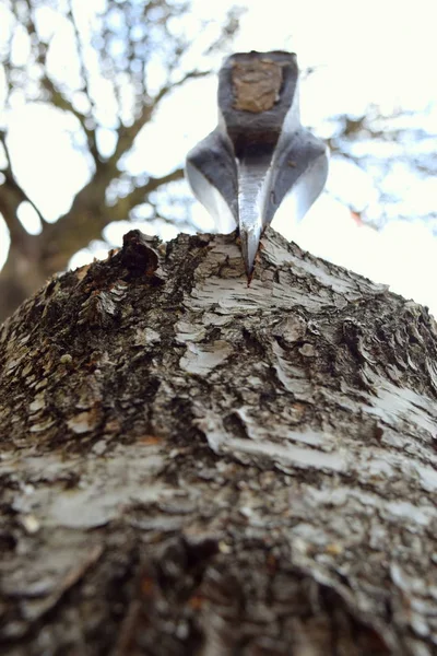 Balta bir huş ağacı kütüğü keser, ormansızlaşma