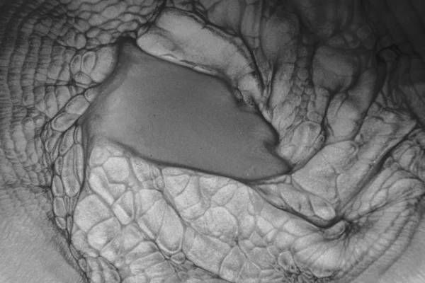 Boya fincan solvent ile karıştırılır, gri ilginç desenler