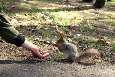Parkta ellerden beslenen sincap, sıcak güneşli bir gün