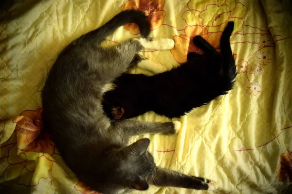 Черный Котёнок Питается Грудным Молоком Матери Кошки — стоковое фото