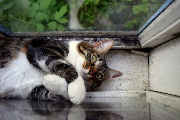 Eine Katze Mit Ausdrucksstarken Grünen Augen Ruht Zwischen Zwei Fenstern — Stockfoto