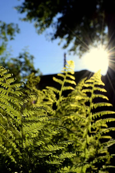 Yeşil eğrelti otları güneş ışığına çekilir