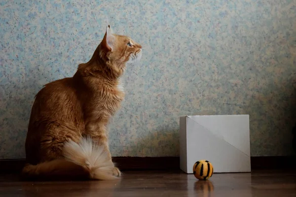 Rote Katze Und Sein Spielzeug Der Nähe Der Weißen Schachtel — Stockfoto