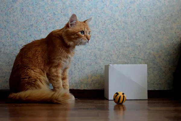 Rote Katze Und Sein Lieblingsspielzeug Der Nähe Der Weißen Schachtel — Stockfoto