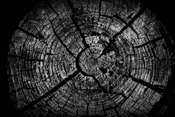 Eski kırık kütük, ahşap kesit, siyah beyaz fotoğraf