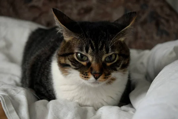 リラックスしたタビー猫はベッドの上に休んで — ストック写真