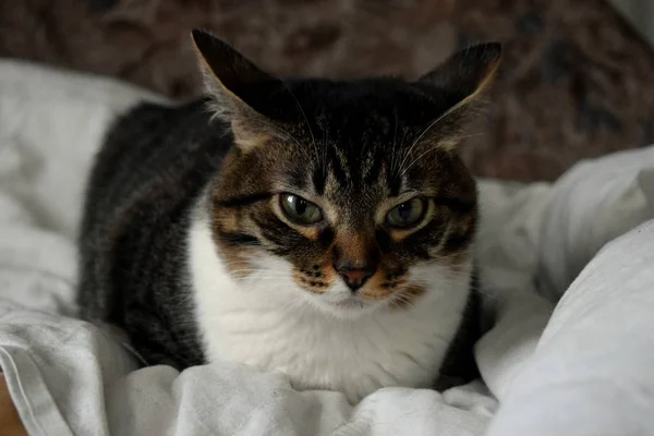 Rahatlamış Tekir Kedi Yatakta Dinleniyor — Stok fotoğraf