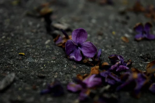 Lilac flower on cracked asphalt