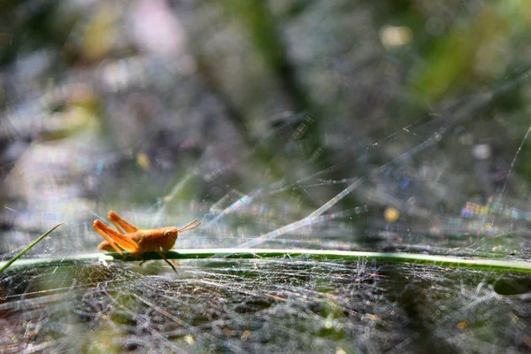 Sarı çekirge bir çim yaprağının üzerinde ve ağın etrafında.