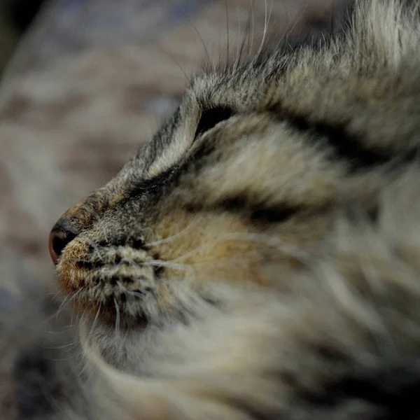 Museau Profil Chat Gris Rayé Gros Plan — Photo