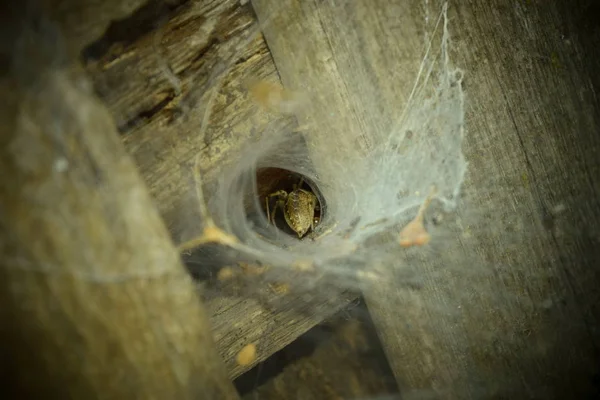 Der Höhle Der Spinne Ist Sein Bauch Sichtbar Sumpffarbene Spinne — Stockfoto