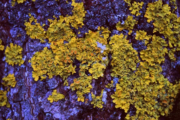 Ağaç kabuğundaki sarı liken soyut bir şekil oluşturuyor.