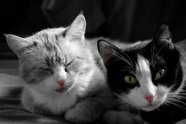 Zwei Katzen Eine Katze Schläft Die Zweite Mit Offenen Augen — Stockfoto