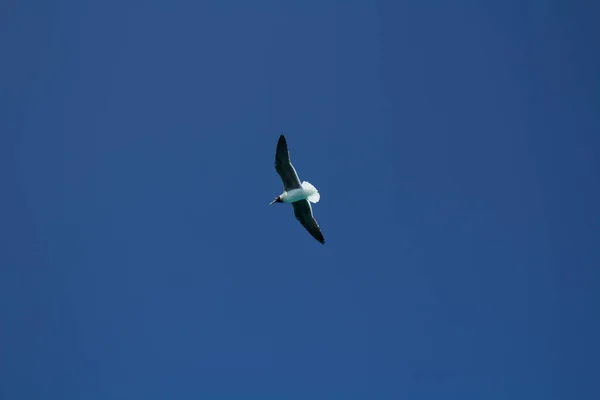 Gaivota Fundo Céu Limpo — Fotografia de Stock