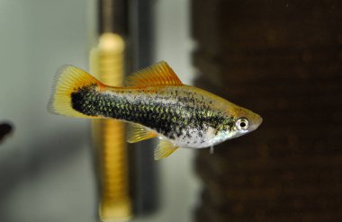 Platy Xiphophorus Maculatus tropikal akvaryum