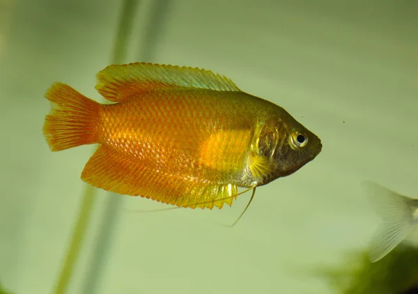 Dwarf Gourami Colisa Lalia Freshwater Aquarium — Stock Photo, Image