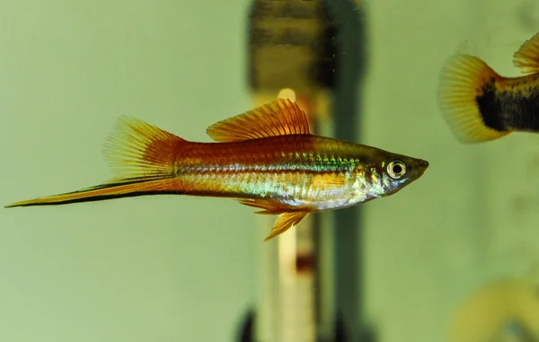 Xiphophorus Hellerii Hellera Gatunek Słodkowodnej Ryby Rodziny Piękniczkowatych Zakonu Ryba — Zdjęcie stockowe