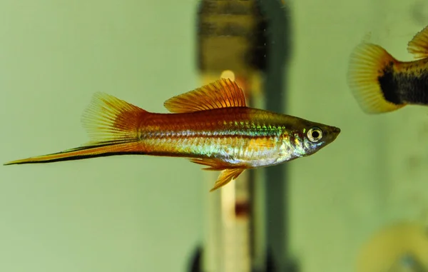 Xiphophorus Hellerii Swordtail Fajok Édesvízi Halak Család Elevenszülő Fogaspontyfélék Rend — Stock Fotó