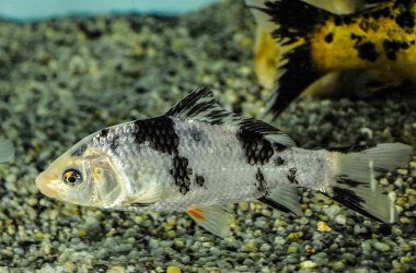 Renkli koi balık içinde tatlı su akvaryum