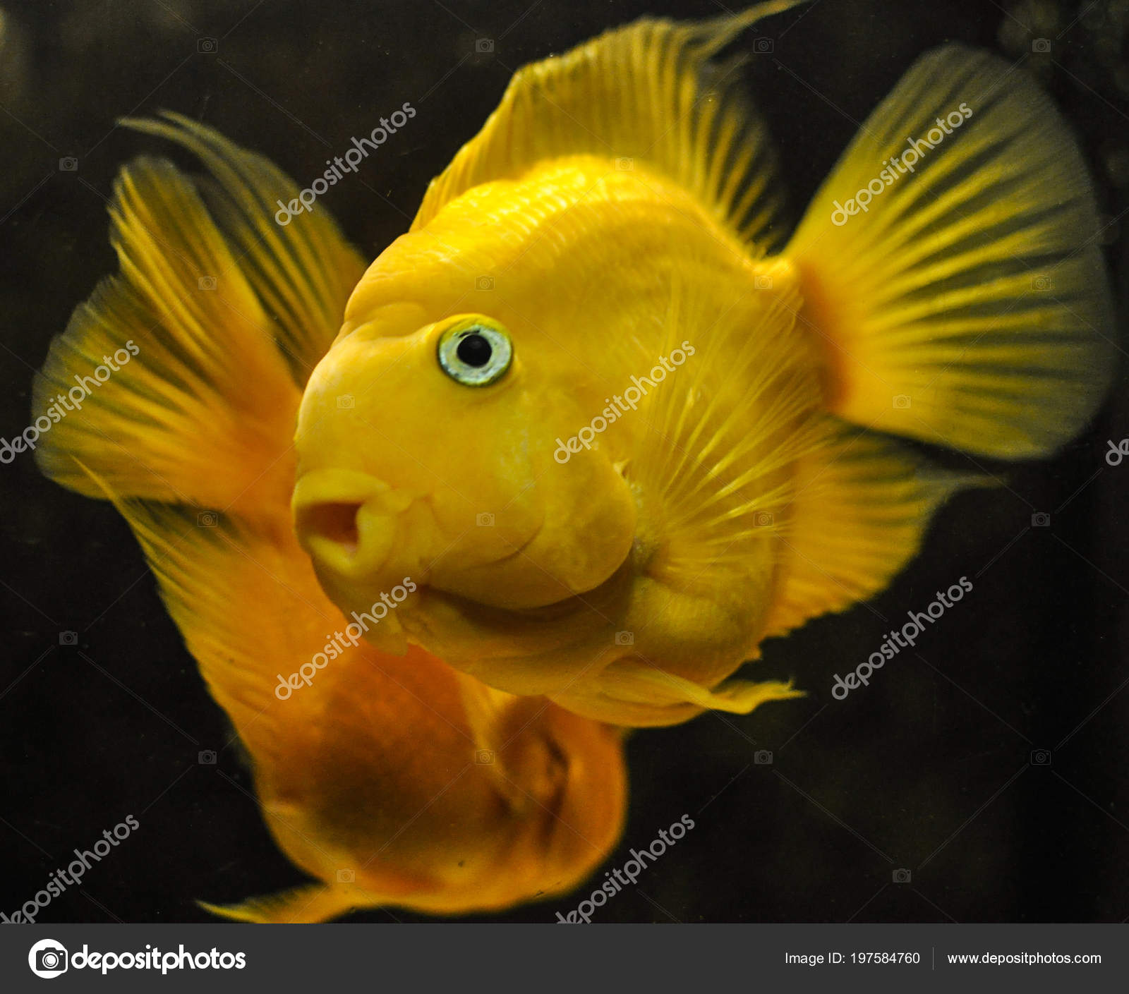 parrot fish freshwater