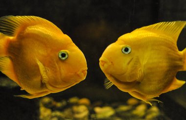 Papağan balık içinde tatlı su akvaryum