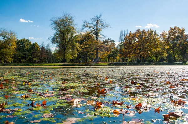 Krásný Podzimní Park Pestrobarevnými Stromy Listy Odraz Vodě Malého Rybníčku — Stock fotografie