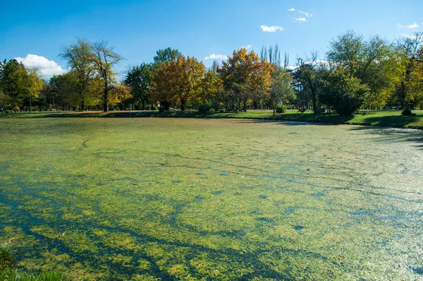 Krásný Podzimní Park Pestrobarevnými Stromy Listy Odraz Vodě Malého Rybníčku — Stock fotografie