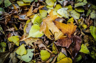 Renkli yaprakları yere düşen güzel bir sonbahar parkı.. 