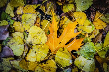 Renkli yaprakları yere düşen güzel bir sonbahar parkı.. 