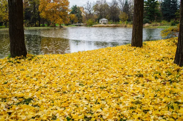 Piękny Jesienny Park Kolorowymi Drzewami Liśćmi Odbiciem Wodzie Małego Stawu — Zdjęcie stockowe