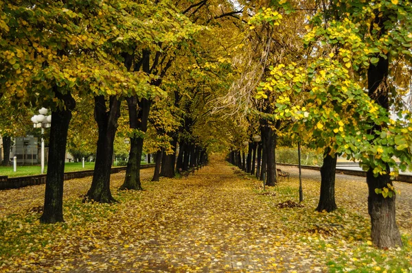 Piękny Jesienny Park Kolorowymi Liśćmi Spadł Ziemię Aleja Drzew Opadłymi — Zdjęcie stockowe