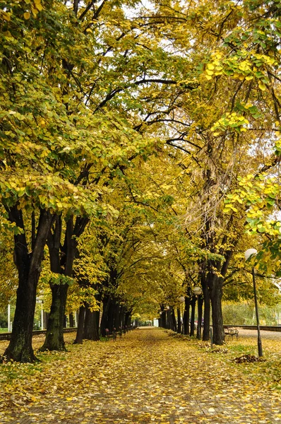 Piękny Jesienny Park Kolorowymi Liśćmi Spadł Ziemię Aleja Drzew Opadłymi — Zdjęcie stockowe