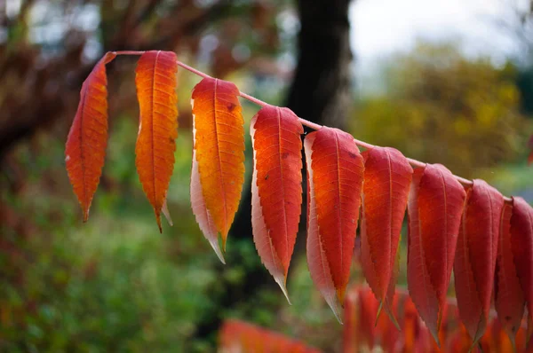 Schöner Herbstpark Mit Bunten Blättern Die Boden Gefallen Sind — Stockfoto