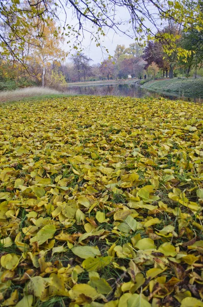 Piękny Jesienny Park Kolorowych Liści Spadł Ziemię — Zdjęcie stockowe