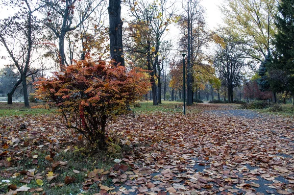 Piękny Jesienny Park Kolorowych Liści Spadł Ziemię — Zdjęcie stockowe